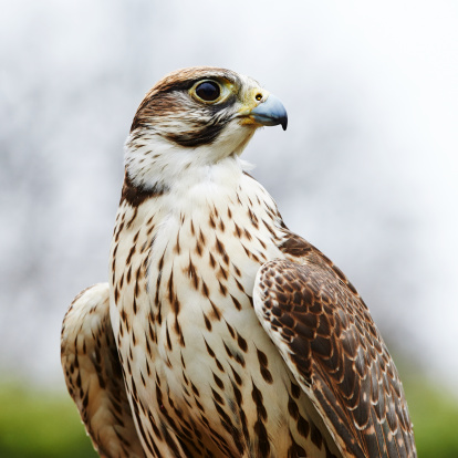 An adult Saker Falcon (Falco cherrug).
