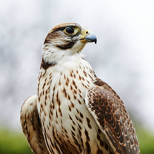 Saker Falcon An adult Saker Falcon (Falco cherrug). saker stock pictures, royalty-free photos & images