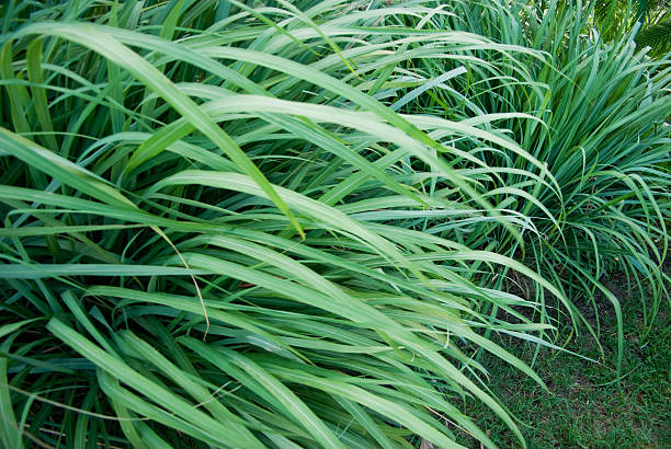 wild relva ou wildgrass; lemongrass - lemon grass imagens e fotografias de stock