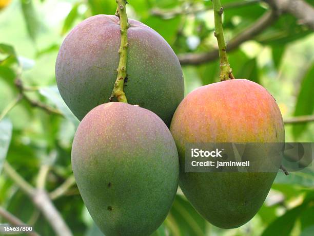 Mangoes De Árbol Foto de stock y más banco de imágenes de Mango - Fruta tropical - Mango - Fruta tropical, Antillas occidentales, Antioxidante