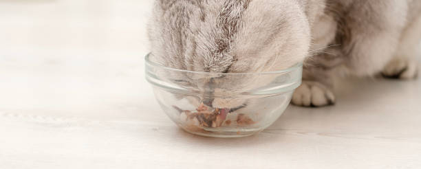 istock Animals. A beautiful gray fluffy domestic cat, the Scottish Fold breed, eats a delicious pate from a glass plate. Close-up. 1646390567