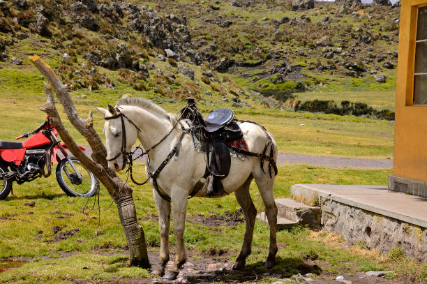 A gaucho's horse tied to a hitching post in the Antasana caldera of Ecuador. Right behind him is a motorcycle, the old and the new..