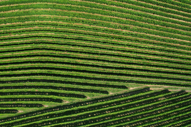 istock Aerial view of vineyards 1646399602