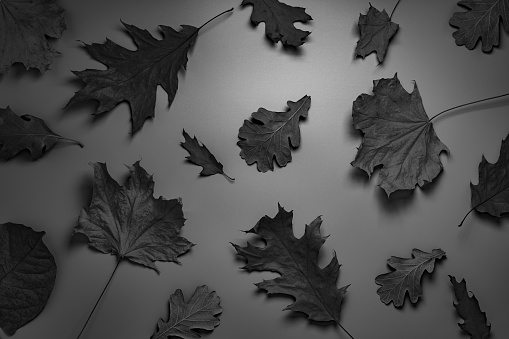 Black leaves on gray. Halloween or Black Friday texture background.