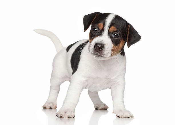 istock Jack Russell terrier puppy 164640740