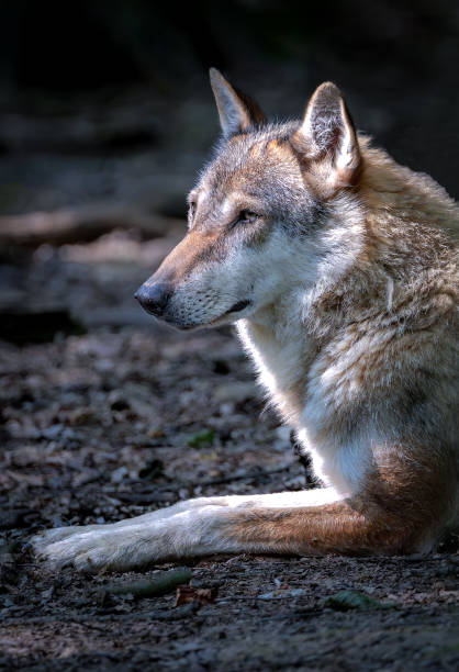 istock The ancestor of the dog 1646414212
