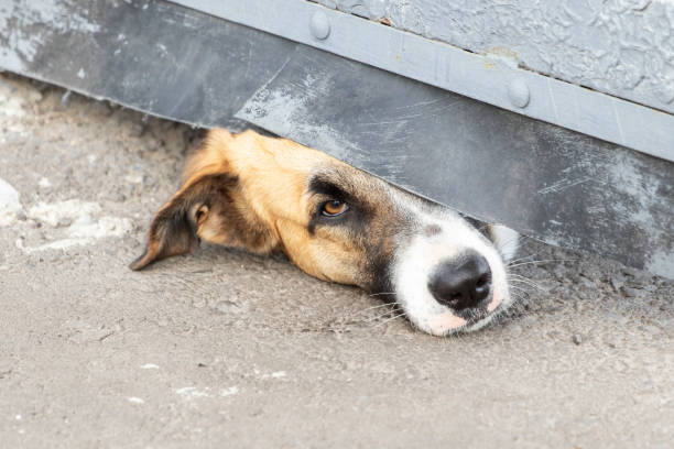 istock Dog snout peeks out from under the gate. 1646414937
