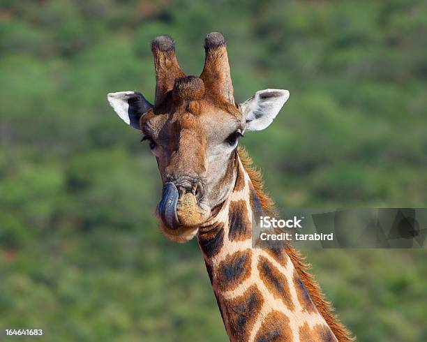 Photo libre de droit de Girafe Lécher Ses Côtelettes banque d'images et plus d'images libres de droit de Afrique - Afrique, Animaux de safari, Animaux à l'état sauvage