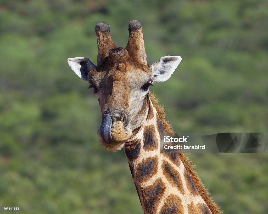 Girafa lamber o Chops - Royalty-free Animal Foto de stock