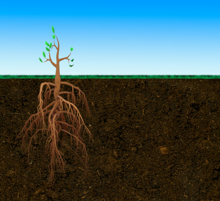 Small tree with large root. Conceptual 3d illustration