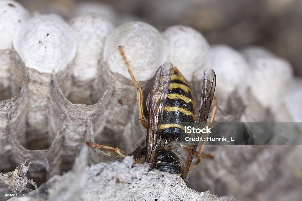 Vespa Comum, Vespula vulgaris e larva em Enxame - Royalty-free Amarelo Foto de stock