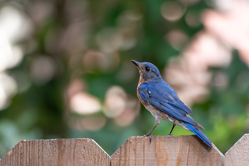 An adult male eastern bluebird perched on a fence in a Texas garden.