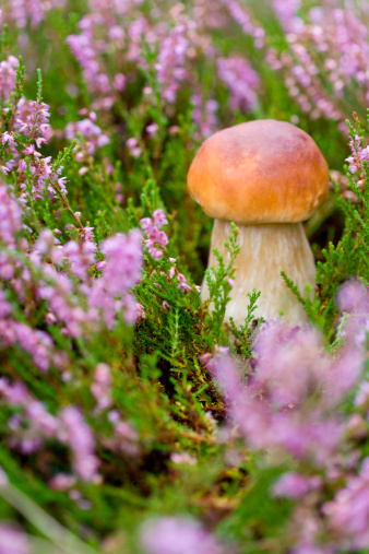 Small boletus on the background of violet heather in the forest