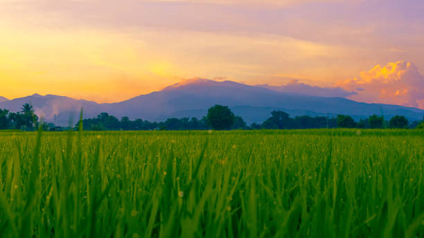 istock Green Rice Field with Mountains Background 1646429989