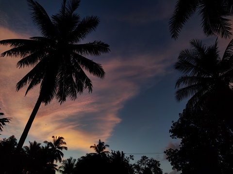 This picture has coconut trees, the sky, and a small village in the countryside.
