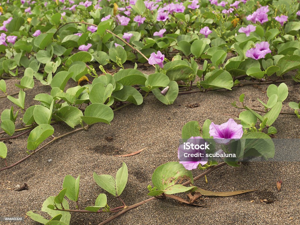 花のビーチ/クライマー - つる草のロイヤリティフリーストックフォト