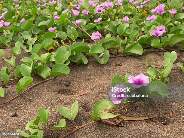 Flores Na Praia Alpinistas - Fotografias de stock e mais imagens de Ao Ar Livre - Ao Ar Livre, Areia, Castanho