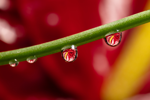 Water drop photography reflects anthurium