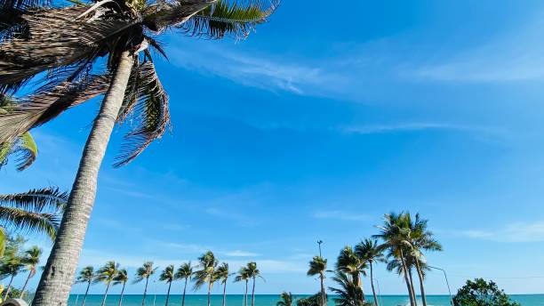 istock Numerous coconut trees surround this beautiful beach with a seaside atmosphere. 1646443648