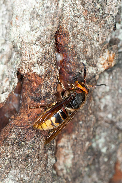 istock European hornet (Vespa crabro) feeding on sap from oak 164644460