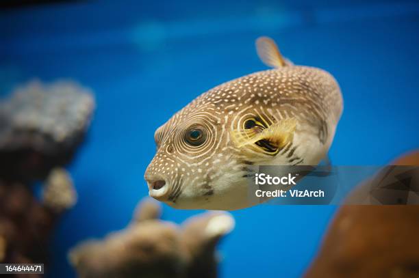 Pesce Di Mare Rossa - Fotografie stock e altre immagini di Animale - Animale, Barriera corallina, Colonia di animali