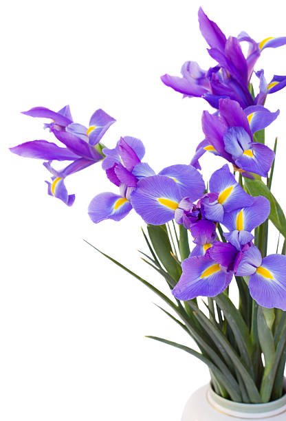 istock bouquet of irises flowers 164644516