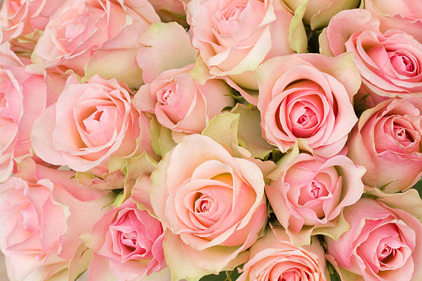 istock bouquet of pink roses 164644550