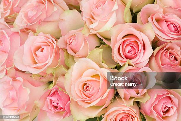 Bouquet Of Pink Roses Stock Photo - Download Image Now - Pink Color, Rose - Flower, Backgrounds