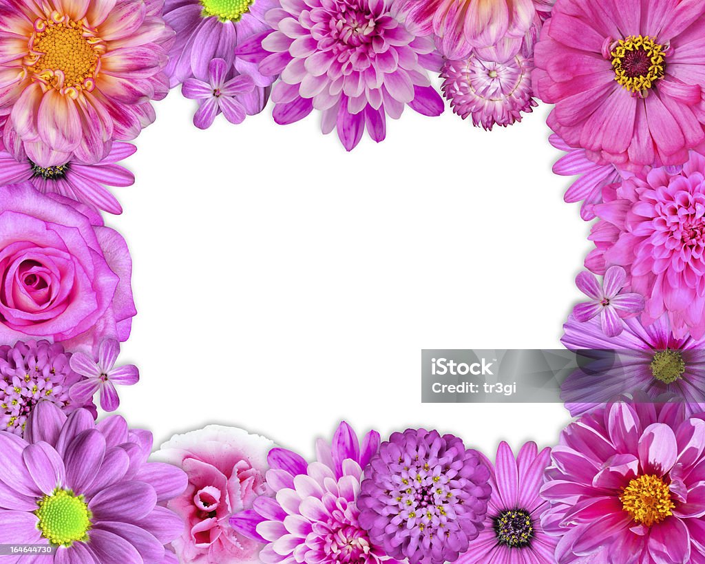 Quadro de flor-de-rosa, roxo, vermelho flores em branco - Royalty-free Amarelo Foto de stock