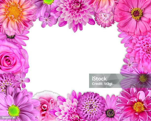 Quadro De Florderosa Roxo Vermelho Flores Em Branco - Fotografias de stock e mais imagens de Amarelo