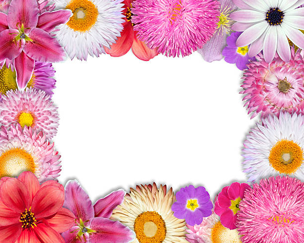 istock Flower Frame Pink, Purple, Red Flowers on White 164644775