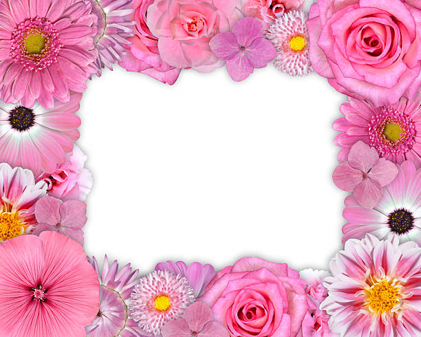 istock Flower Frame Pink, Purple Flowers on White 164644793