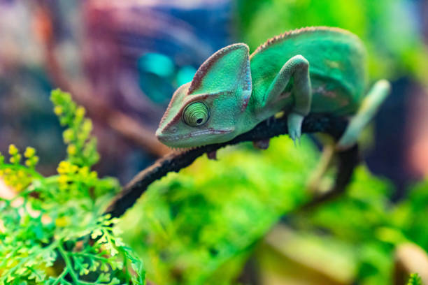 istock A green chameleon on a branch in a terrarium. 1646450196