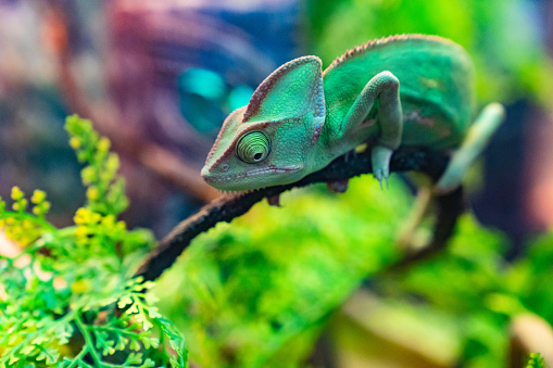 A green chameleon on a branch in an aquarium. Exotic pet. Visit to the zoo and terrarium.