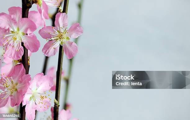 Spring Flowers Stock Photo - Download Image Now - Beauty, Beauty In Nature, Blossom