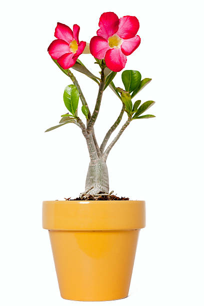 Bottle tree in bloom Potted Bottle tree in bloom adenium obesum stock pictures, royalty-free photos & images