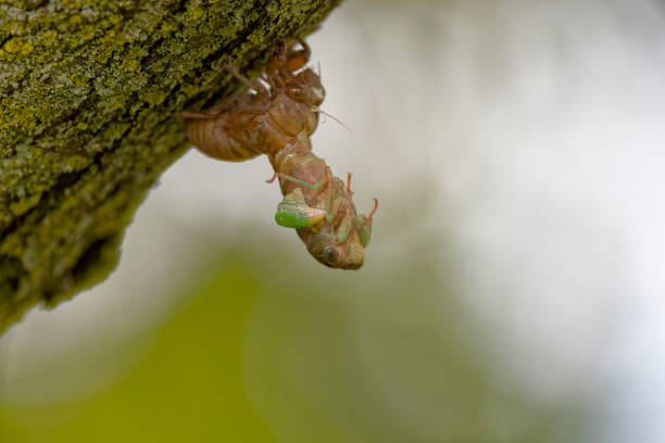 The dog-day cicada (Neotibicen canicularis) in Wisconsin. The transformation of the larva into an adult.
