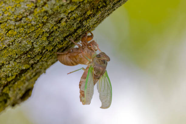 istock The dog-day cicada (Neotibicen canicularis) 1646454717