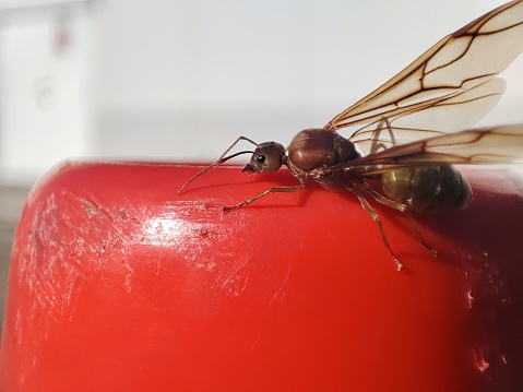 Looks bigger than normal ants. The female has a beautiful long climb.