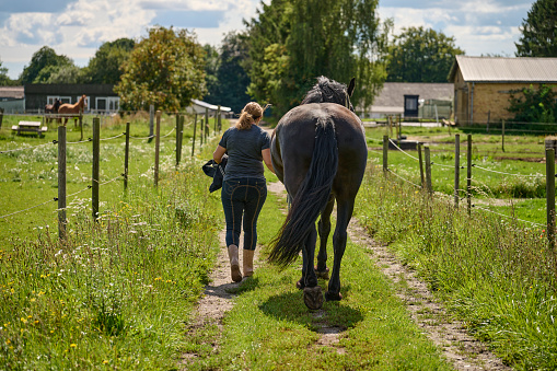 Woman fetches her horse in the field walking on a dirt road