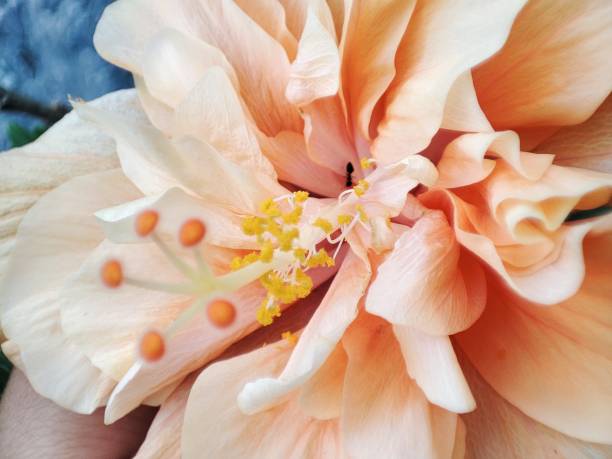 orange flor de hibisco - color image softness single flower orange - fotografias e filmes do acervo