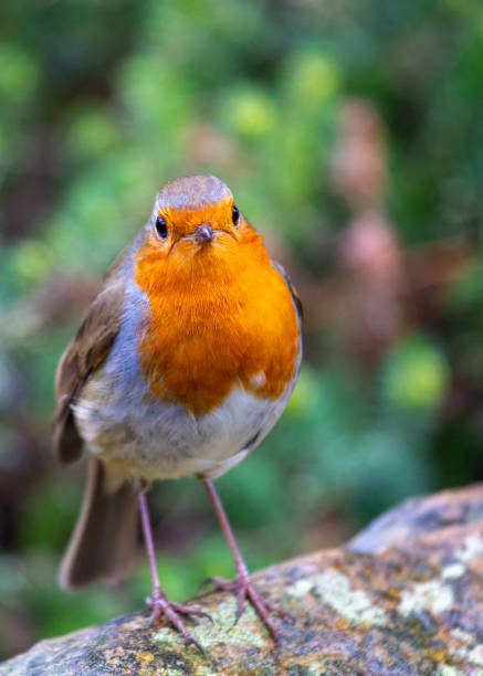 istock Robin Redbreast (Erithacus rubecula) in Dublin, Ireland 1646460269