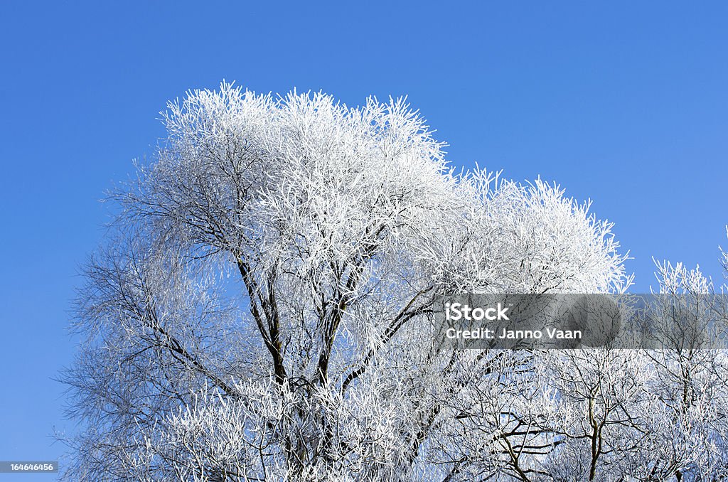 frost - Foto stock royalty-free di Albero