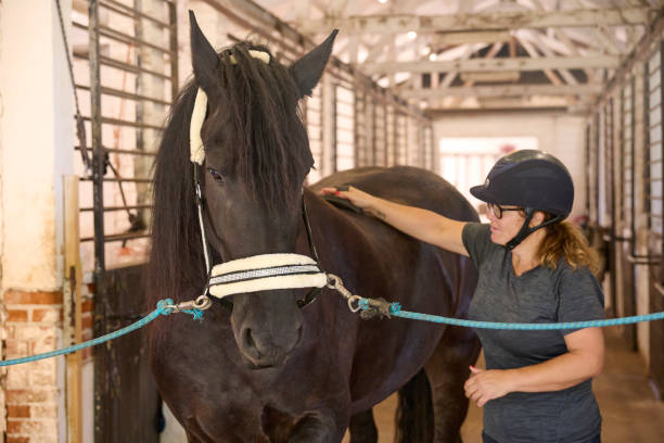 istock Taking care of the horse before riding 1646464911