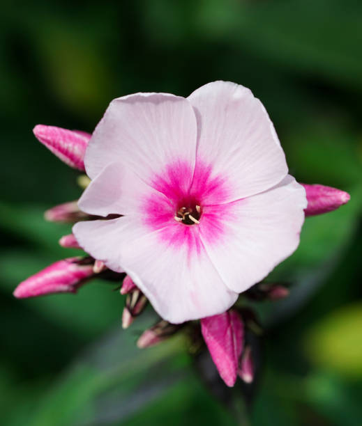 istock Pink phlox single flower on a dark green background 1646466059