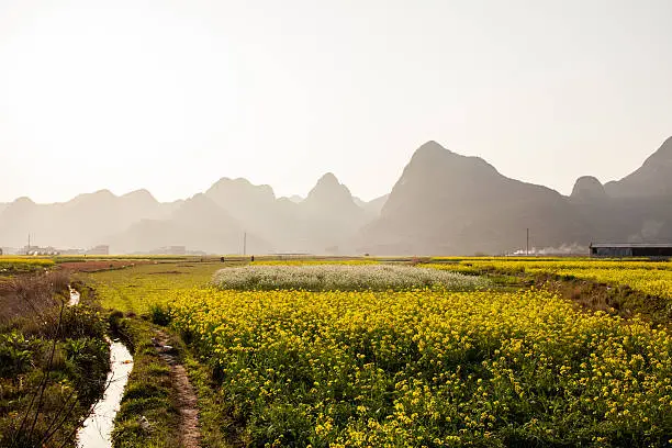 Field of rape flowers,spring pastoral scene ,China