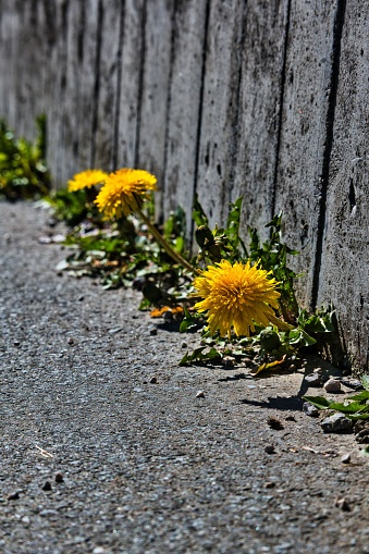 A close-up of a wall covered in an array of wild weeds growing in abundance