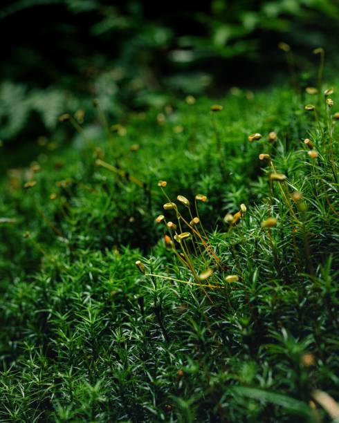 istock a field with plants and other things in it near the trees 1646470978