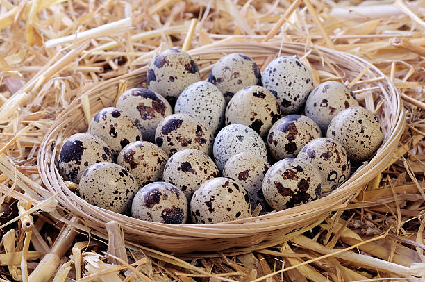 istock Little basket of Quail Eggs 164647099