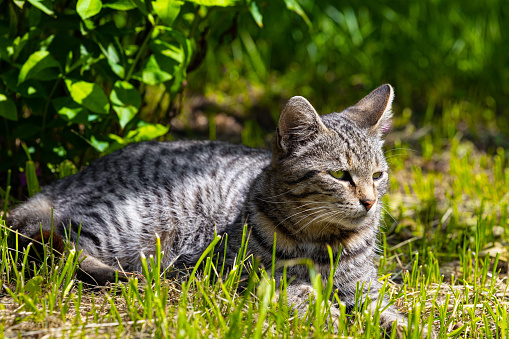 domestic cat lies on the grass basking in the sun. cat lies on the grass in the garden. . High quality photo
